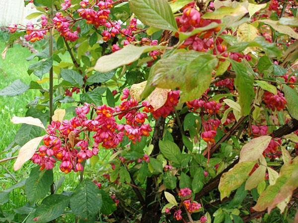 frutos del árbol fusiforme europeo
