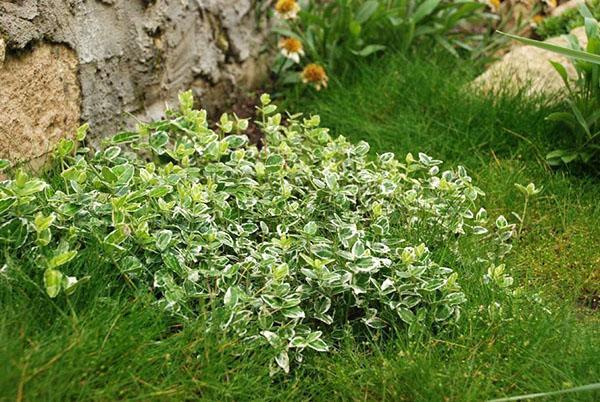 Euonymus abigarrado rastrero