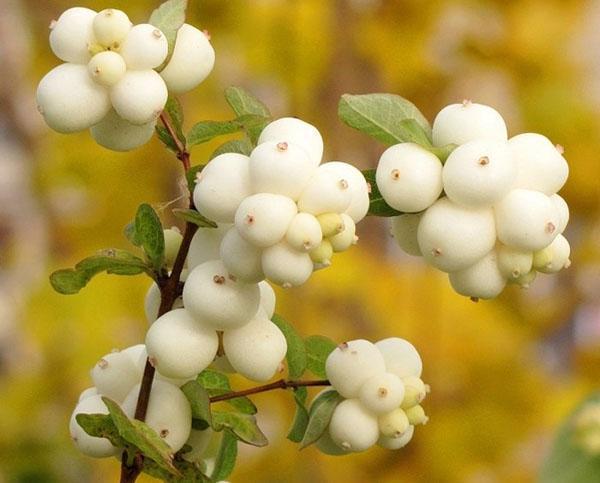 fruta snowberry