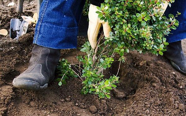 plantar un arbusto ornamental