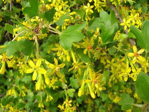 flores de grosella dorada