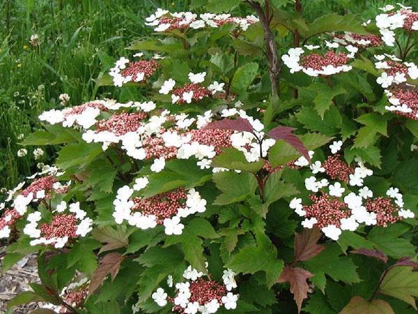 viburnum sargent