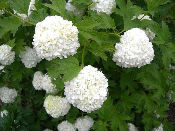 viburnum buldenezh