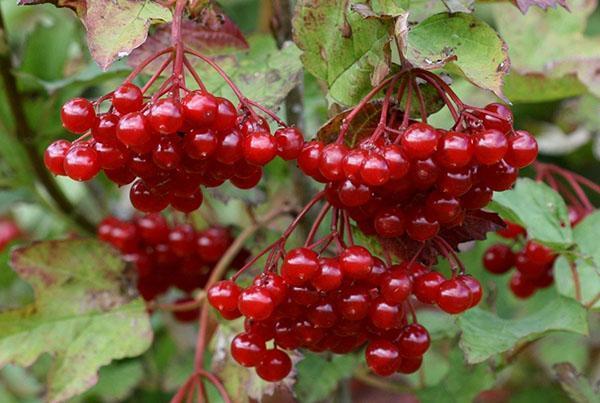 Frutas de Viburnum vulgaris