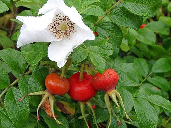 frutos y flores de rosa arrugada