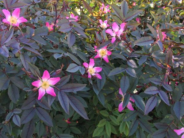 flores rosas gris