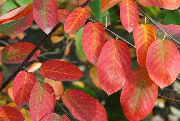hojas de otoño de irgi