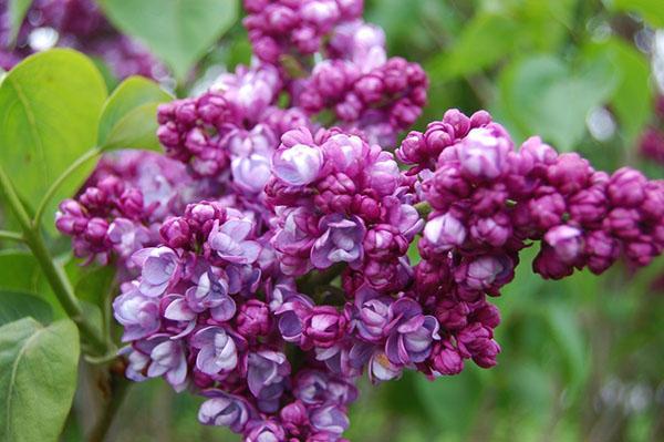 variedades comunes de lilas Komsomolskaya Pravda