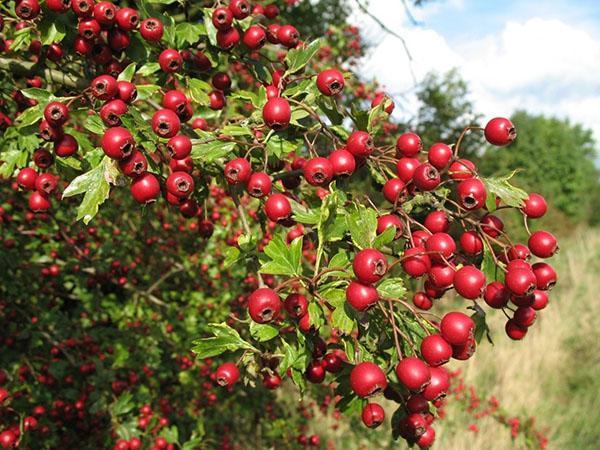 fruto de espino