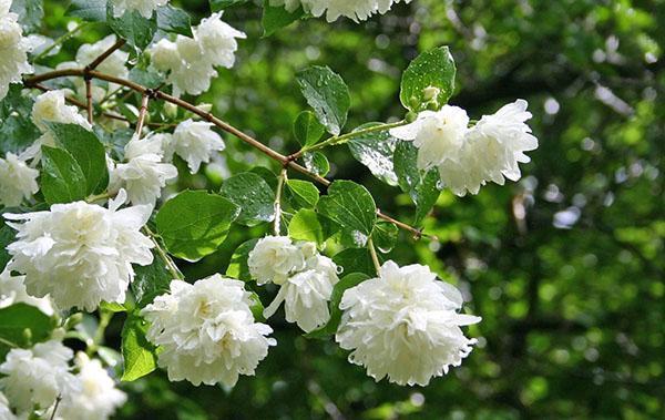 flores dobles de chubushnik
