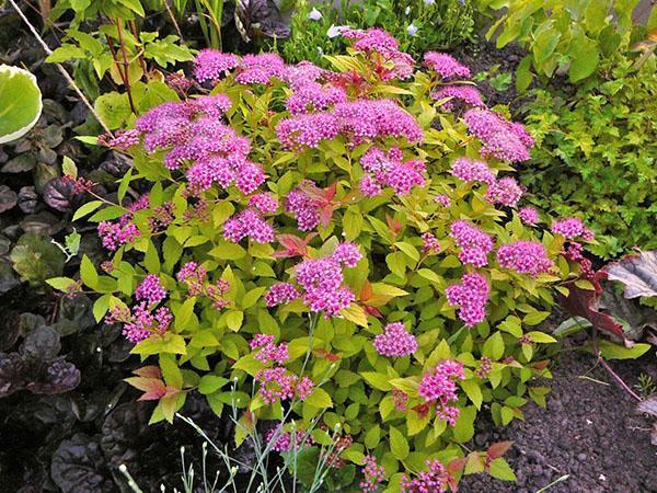 Spirea japonesa