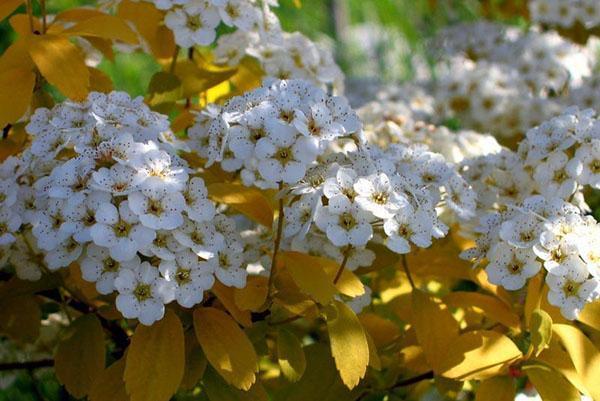 spirea wangetta