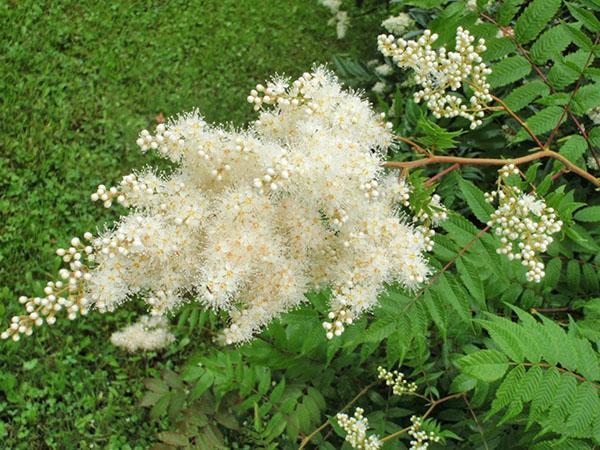 inflorescencia de campo