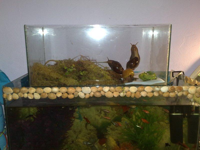 aquarium d'escargots