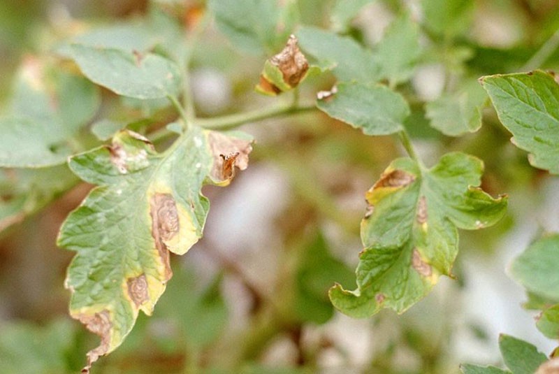 anthracnose