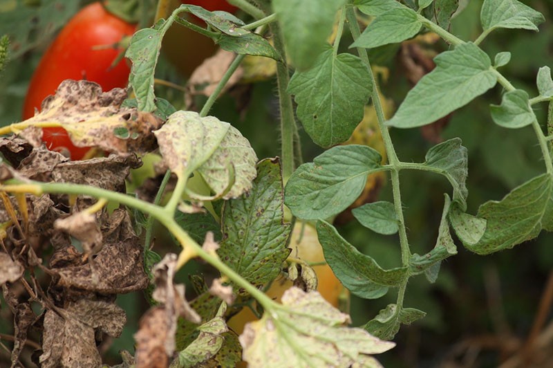 Maladies fongiques et virales des tomates en serre et leur traitement