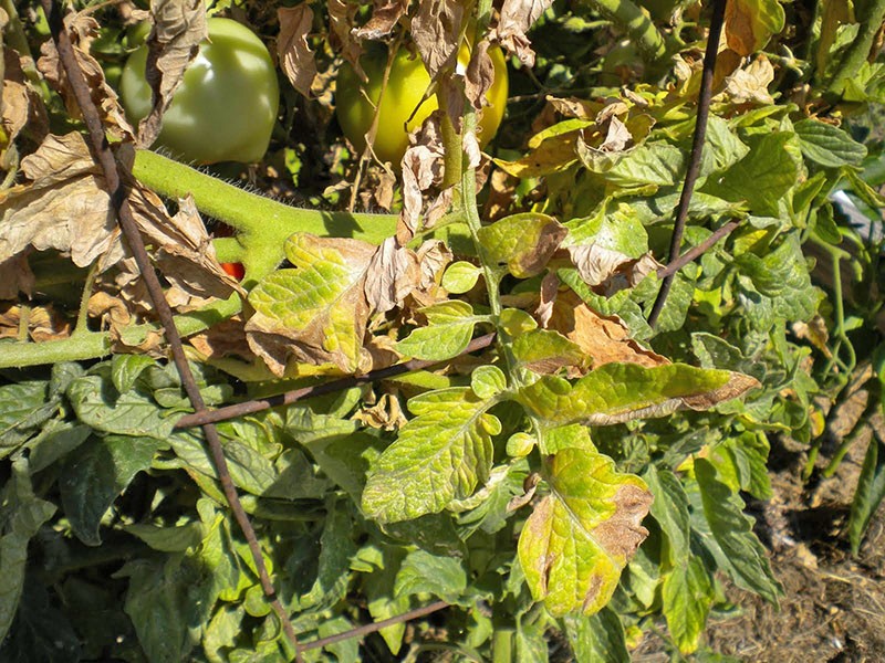 tomate fusarienne