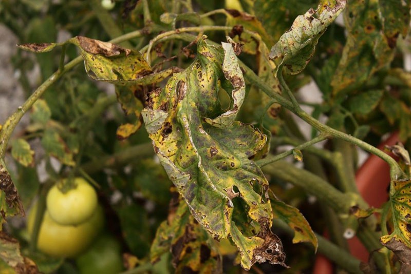 infestation de tomates par fusarium