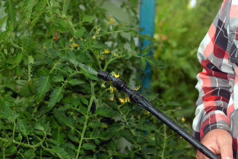 traitement chimique des tomates