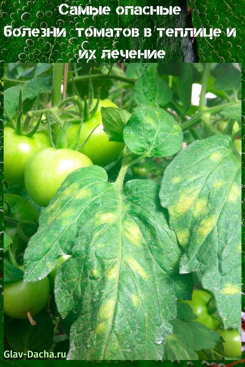 maladies des tomates en serre et leur traitement