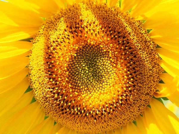 flores de girasol