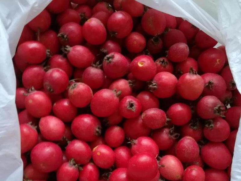 aubépine congelée dans un sac