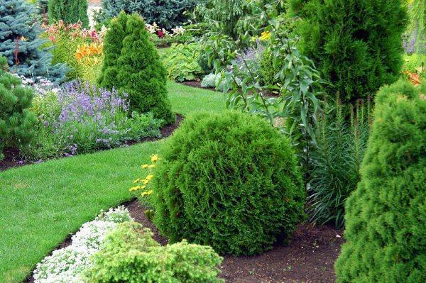 Thuja de diferentes variedades en el sitio.