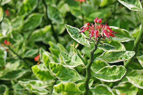 titimaloide pedilanthus floreciente