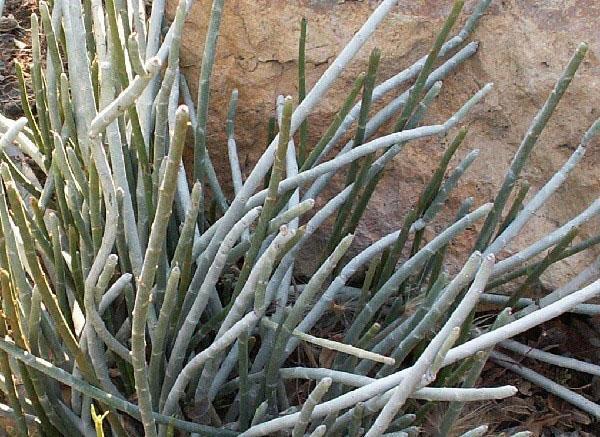 pedilanthus de frutos grandes