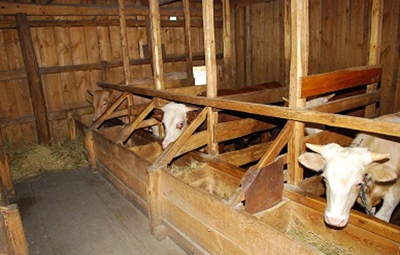 prévention des maladies des sabots chez les vaches