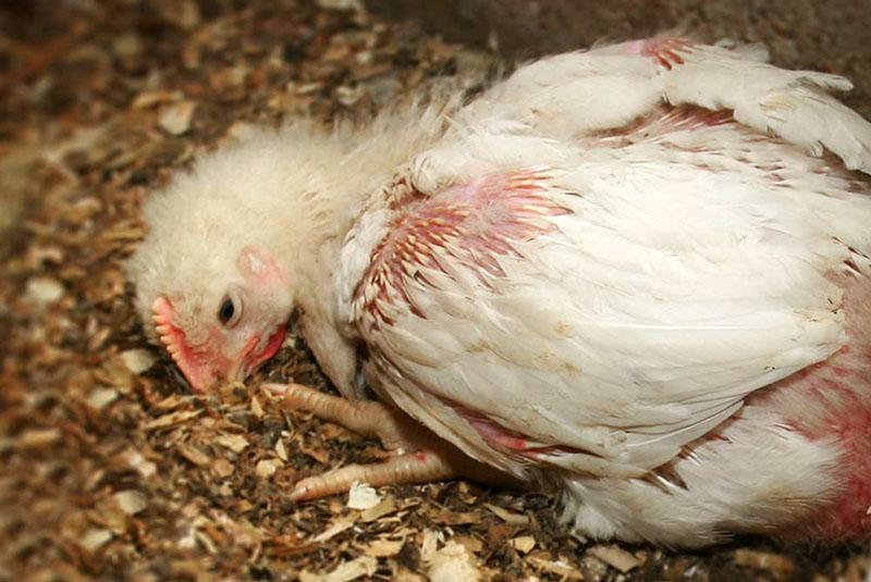 enfermedades de los pollos colibacilosis