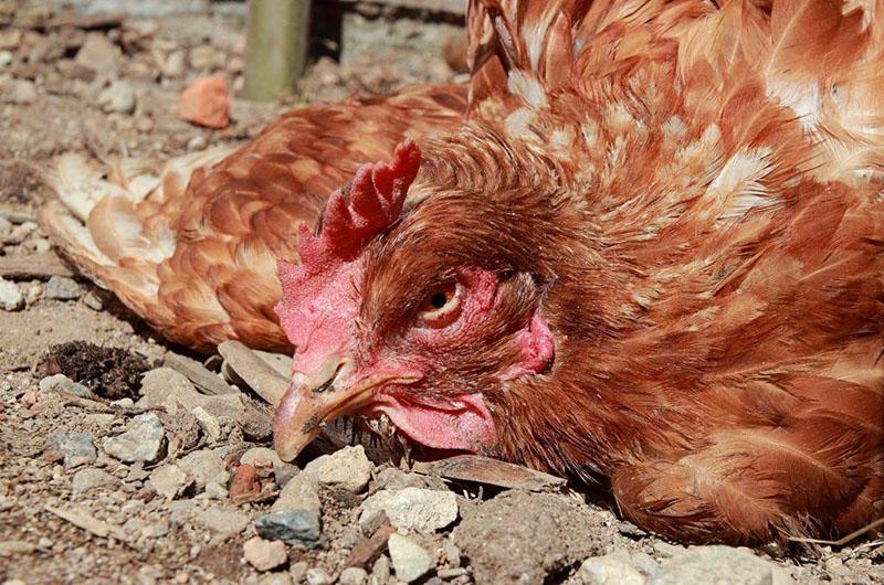 maladies des poulets paralysie