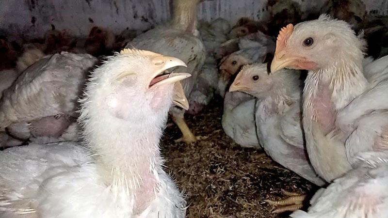 maladies des poulets bronchite