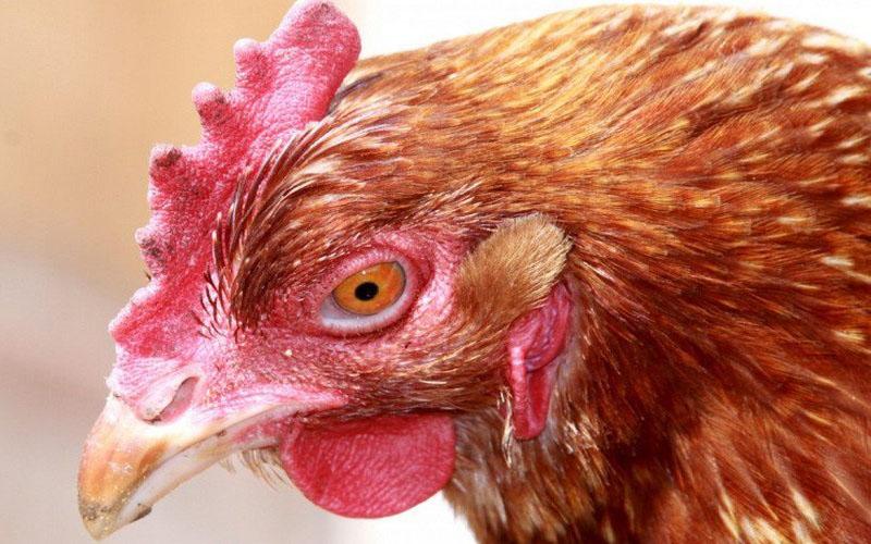maladies non transmissibles des poulets