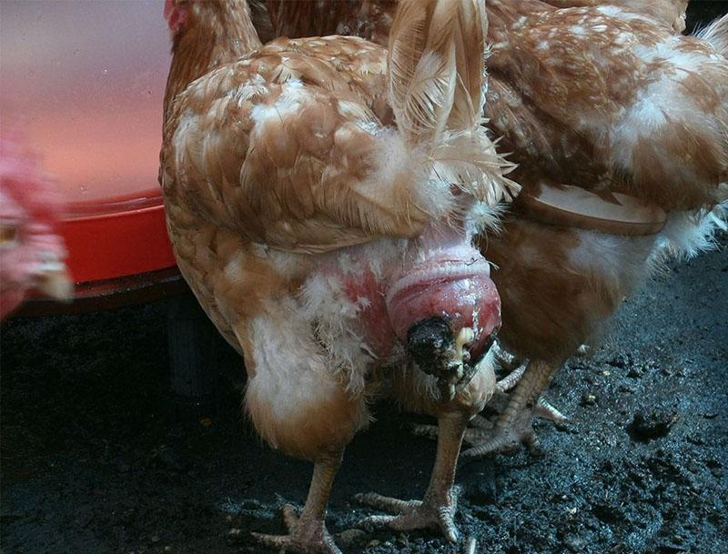 maladies des poulets salpingite