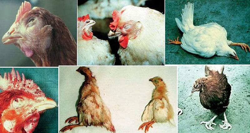 maladies infectieuses des poulets