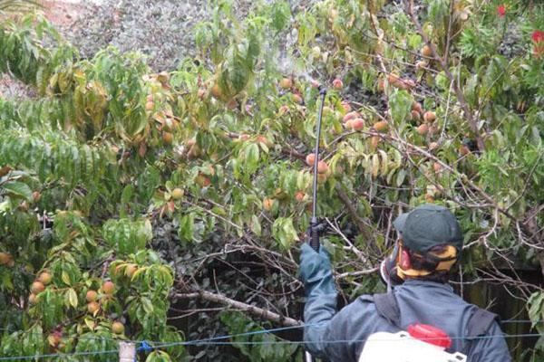 tratamiento de melocotón contra enfermedades