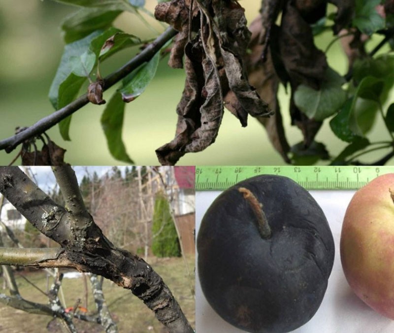 enfermedades de los árboles frutales