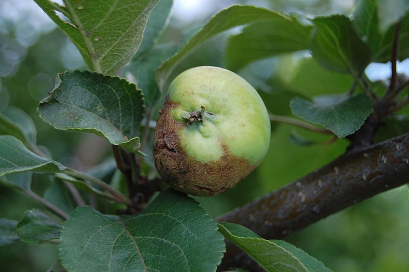 enfermedades de los árboles frutales