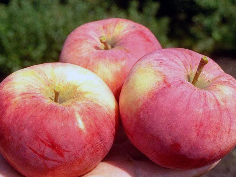 características de la variedad Orlovim