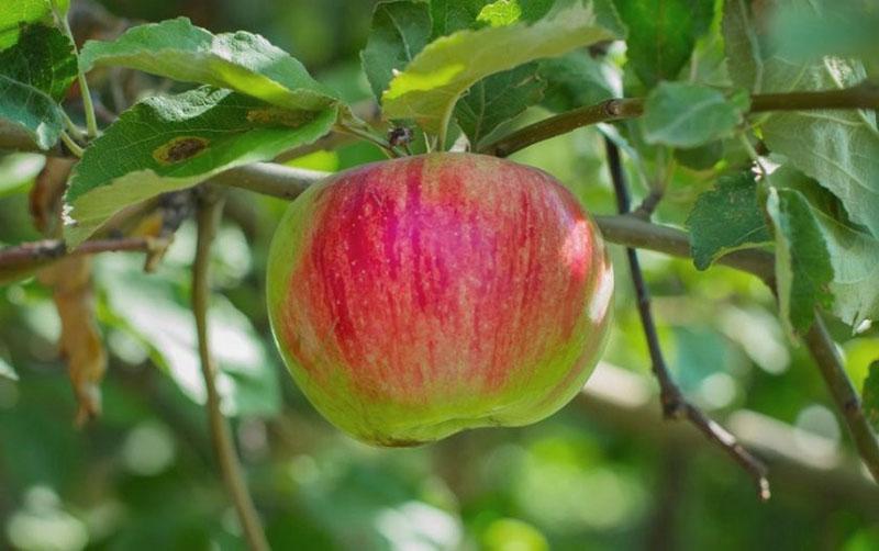 la manzana madura