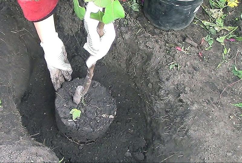 planter un plant avec un système racinaire fermé