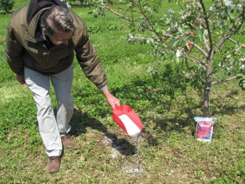 alimentando el manzano