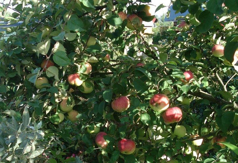 variedad de manzano de alto rendimiento Orlovim