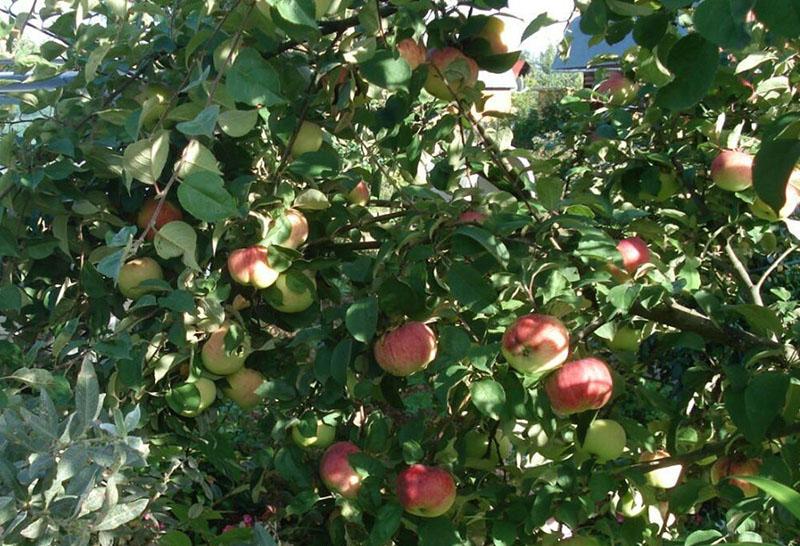 variété de pommier à haut rendement Orlovim