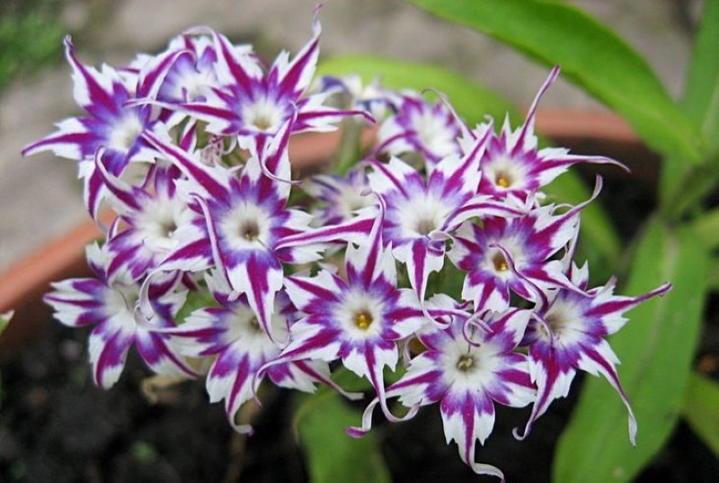 phlox annuel en fleurs