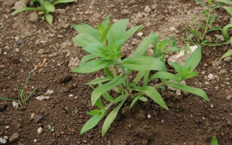 sembrando phlox en campo abierto