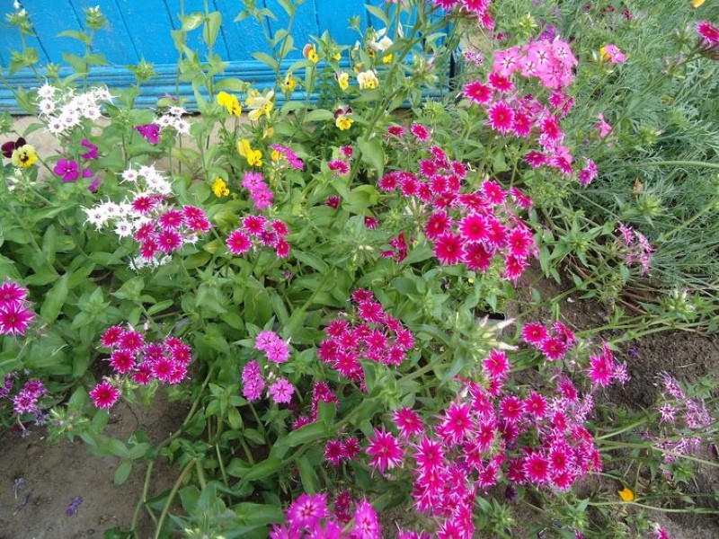 Phlox drummond plantación y cuidado en el jardín.