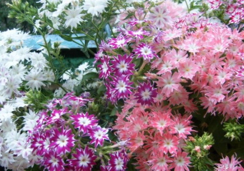 Fotos de plantación y cuidado de phlox drummond