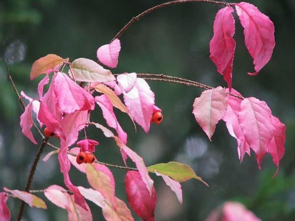 euonymus verrugoso